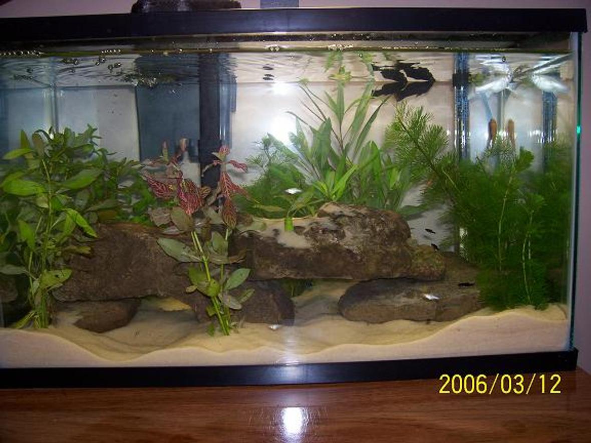 10 gallons planted tank (mostly live plants and fish) - my little 10 gallon