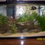 10 gallons planted tank (mostly live plants and fish) - my little 10 gallon