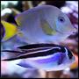 saltwater fish - acanthurus coeruleus - atlantic blue tang stocking in 500 gallons tank - Atlantic blue tang and Bellus angel