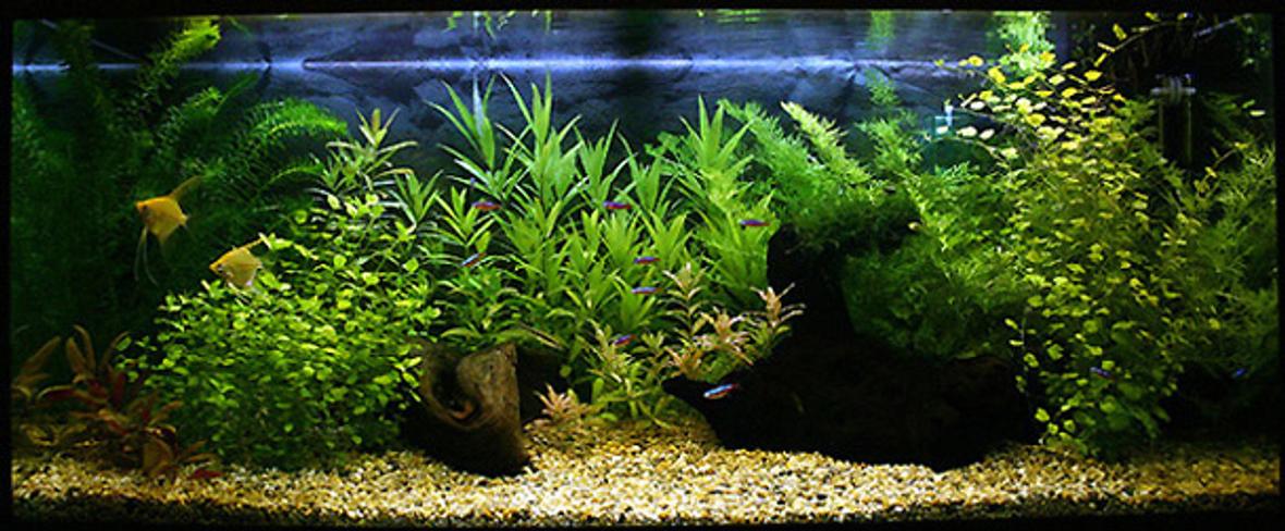48 gallons planted tank (mostly live plants and fish) - This 180 liter aquarium is set-up 3rd of February 2006.