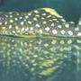 freshwater fish - baryancistrus sp. - gold nugget pleco (l-18) stocking in 72 gallons tank - Sunny my Gold Nugget Pleco