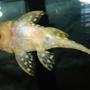 freshwater fish - baryancistrus sp. - gold nugget pleco (l-18) stocking in 72 gallons tank - gold nugget pleco