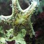 corals inverts - protoreastor nodosus - chocolate chip starfish stocking in 29 gallons tank - Chocolate Chip star eating some fresh shrimp.