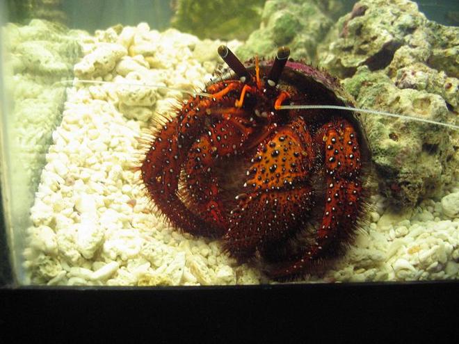 corals inverts - clibanarius sp. - dwarf red tip hermit crab stocking in 29 gallons tank - HUGE 6"+ hermit crab.