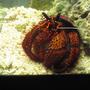 corals inverts - clibanarius sp. - dwarf red tip hermit crab stocking in 29 gallons tank - HUGE 6"+ hermit crab.