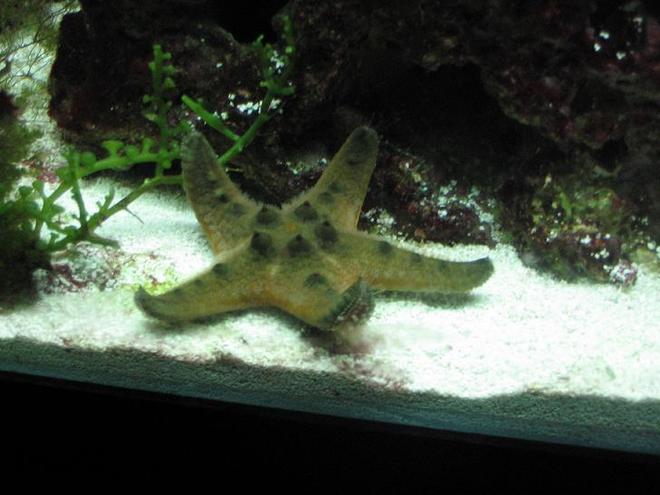 corals inverts - protoreastor nodosus - chocolate chip starfish stocking in 29 gallons tank - Chocolate chip star cruising sandbed.