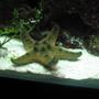 corals inverts - protoreastor nodosus - chocolate chip starfish stocking in 29 gallons tank - Chocolate chip star cruising sandbed.