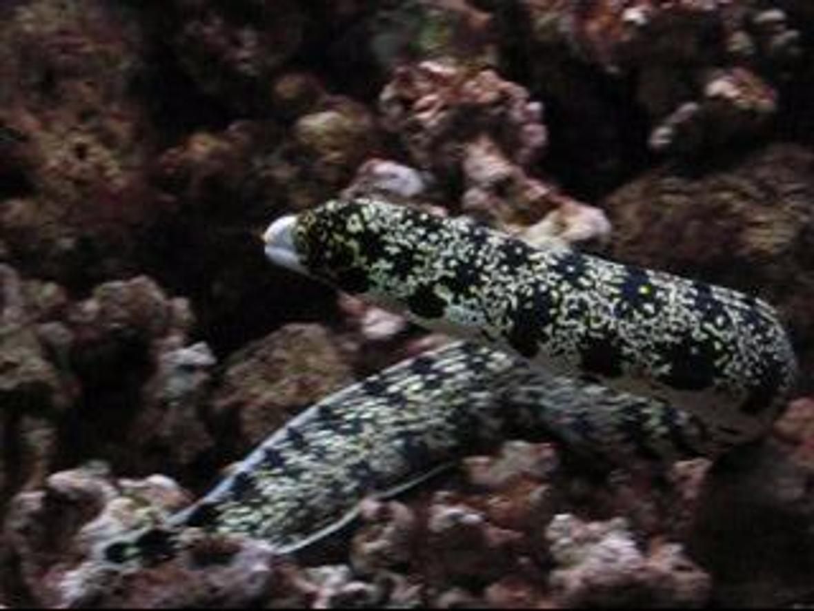 saltwater fish - echidna nebulosa - snowflake eel stocking in 29 gallons tank - 2.5', 3 year old snowflake moray eel. "man eater". lived alone in a 77 gallon.