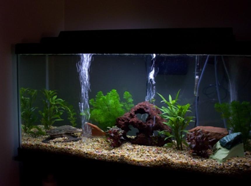 Rated #142: 35 Gallons Planted Tank - new tanks waiting on fish