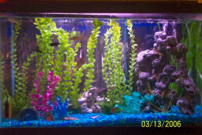 freshwater fish tank (mostly fish and non-living decorations) - 29 gallon - currently contains mostly livebearers - fancy guppies, platies, and assorted mollies.  also have 2 danios, 2 neon tetras, 1 yoyo botia and 1 chinese algae eater