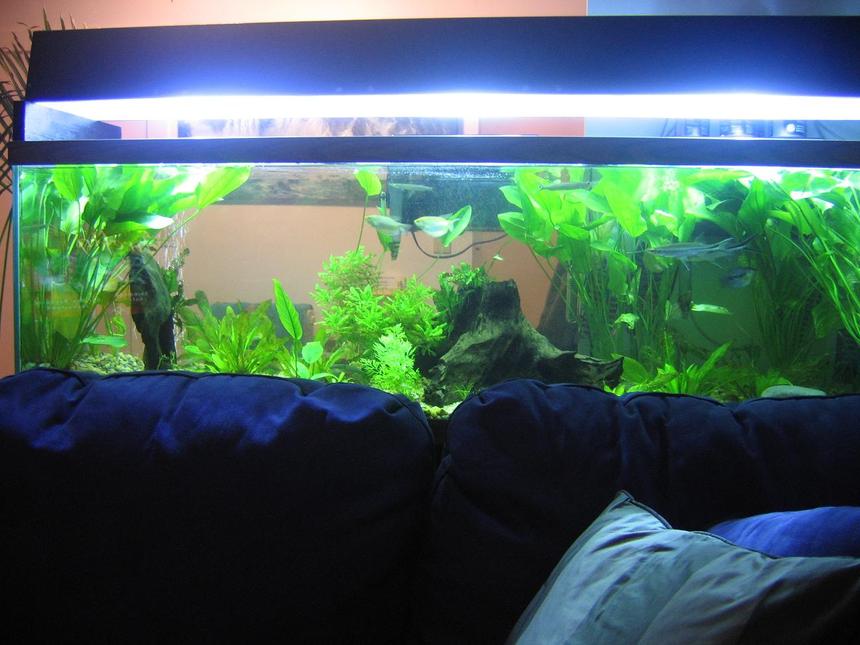 Rated #99: 125 Gallons Planted Tank - almost where I want it to be