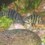 freshwater fish - datnoides undecimradiatus - datnoid stocking in 125 gallons tank - datnoid
