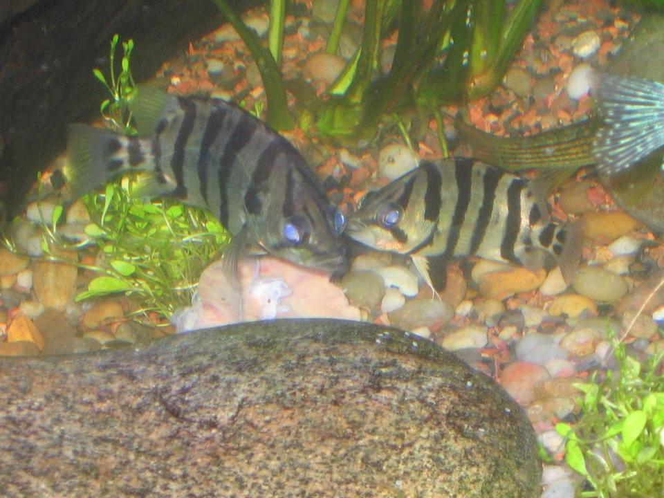 freshwater fish - datnoides undecimradiatus - datnoid stocking in 125 gallons tank - datnoid