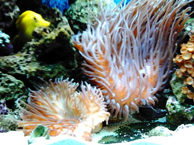 corals inverts - heliofungia actiniformis - plate coral, long tentacle stocking in 65 gallons tank - other corner