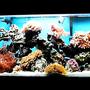 65 gallons reef tank (mostly live coral and fish) - almost full view of my 65 gallon but poor resilution
