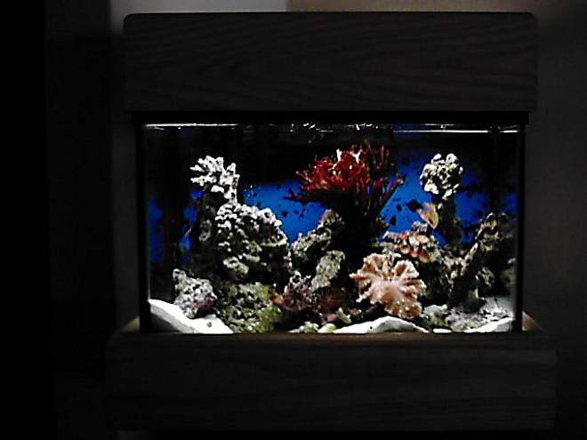 65 gallons reef tank (mostly live coral and fish) - my cute little 5 gallon. only a jebo skimmer with 10 watt jebo light. soon to go upto 20 watts. life includes two clowns (gold banded and red marron ) one hermit crab. red bamboo coral a little cabbage a beautiful colony of polops feather duster, and of course a pink anemonie for my clowns. no heater. i find that it is easier to keep a 5 gallon crisp than anything else. the water is never tested one 8 ounce glass change daily. the water is so clear it looks like the fish float in space.