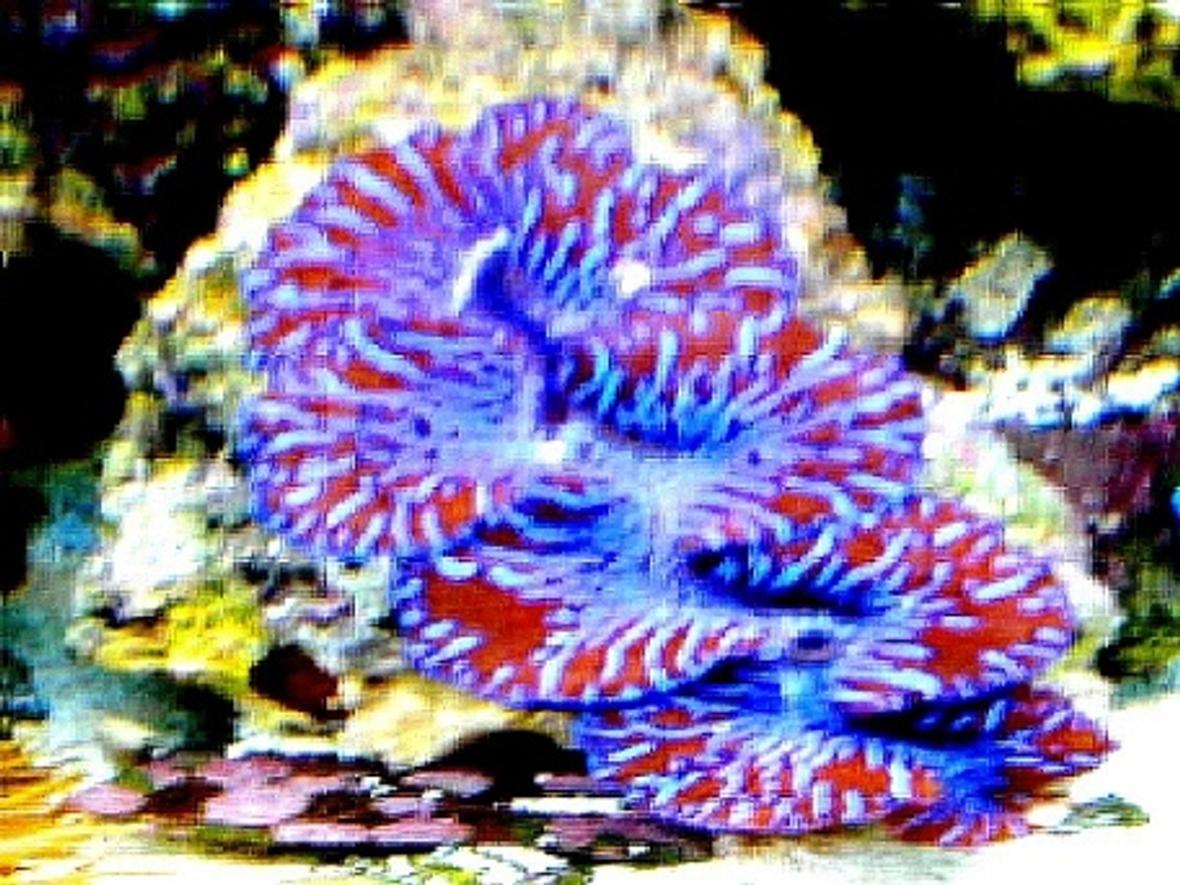 corals inverts - tridacna maxima - maxima clam stocking in 65 gallons tank - my giant clam from the 65 gallon