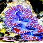corals inverts - tridacna maxima - maxima clam stocking in 65 gallons tank - my giant clam from the 65 gallon