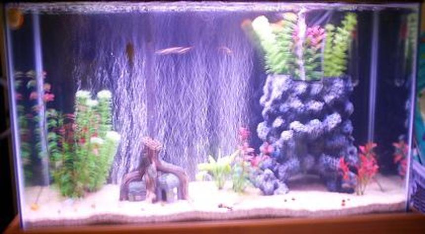 Rated #343: 29 Gallons Freshwater Fish Tank - 29 gallon tank with 5 africain Chiclids, 1 Pleco, 2 snails and 2 Danio