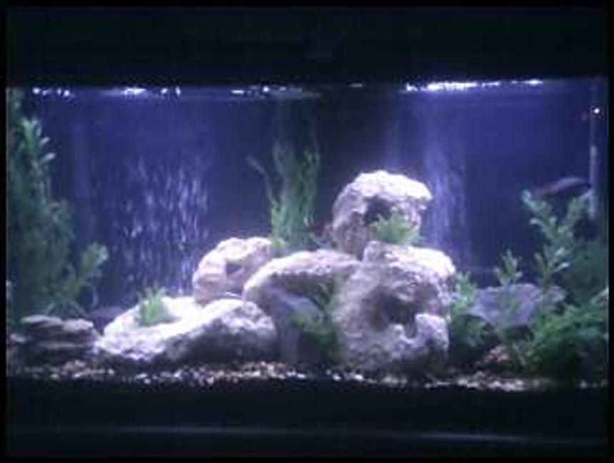 Rated #2377: 55 Gallons Freshwater Fish Tank - my 55 gal Tank Currently holds a mix of Cichlids tank
