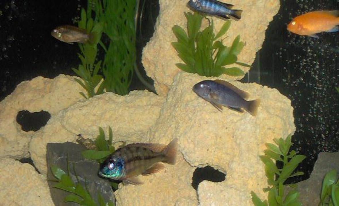 freshwater fish - nimbochromis venustus - venustus cichlid stocking in 55 gallons tank - Cichlids
