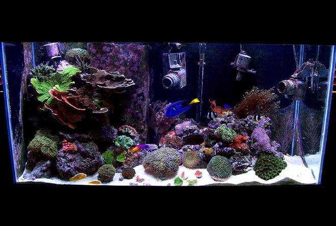 90 gallons reef tank (mostly live coral and fish) - 90g AGA MegaFlow
Custom Stand,Canopy,Sump/Refuge
Euroreef ES5-2 Skimmer
2 MJ 900
2 Seio 1100
Mag 7 Return
Hydor Theo 300w Heater
500w Metal Halide 14k (2x250w PFO)