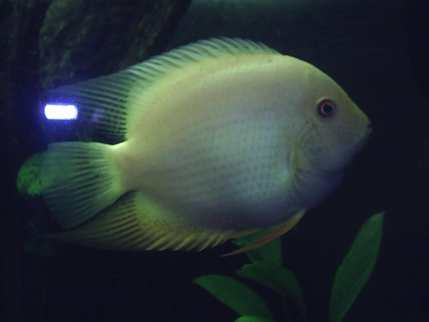 Rated #110: Freshwater Fish - Heros Serverus - Gold Severum Stocking In 60 Gallons Tank - gold severum large