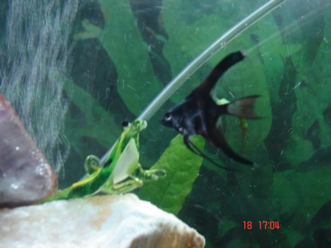 freshwater fish - pterophyllum scalare - angelfish stocking in 30 gallons tank - My baby freshwater Angelfish checking out my glass froggie.