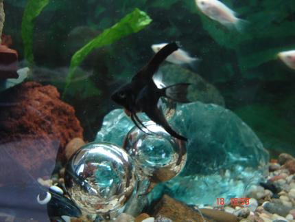 freshwater fish - pterophyllum scalare - angelfish stocking in 30 gallons tank - my baby angelfish with the Kissing Gouramis in the background.