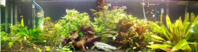 125 gallons planted tank (mostly live plants and fish) - 125 Planted tank CO2 injected 5 watts per gallon.
Picture quality is limited by the upload capacity of the site.