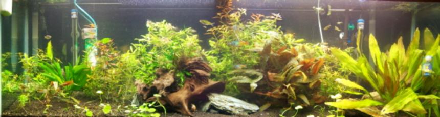 Rated #46: 125 Gallons Planted Tank - 125 Planted tank CO2 injected 5 watts per gallon.
Picture quality is limited by the upload capacity of the site.