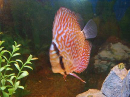 freshwater fish - symphysodon aequifasciata sp. - discus stocking in 55 gallons tank - discus