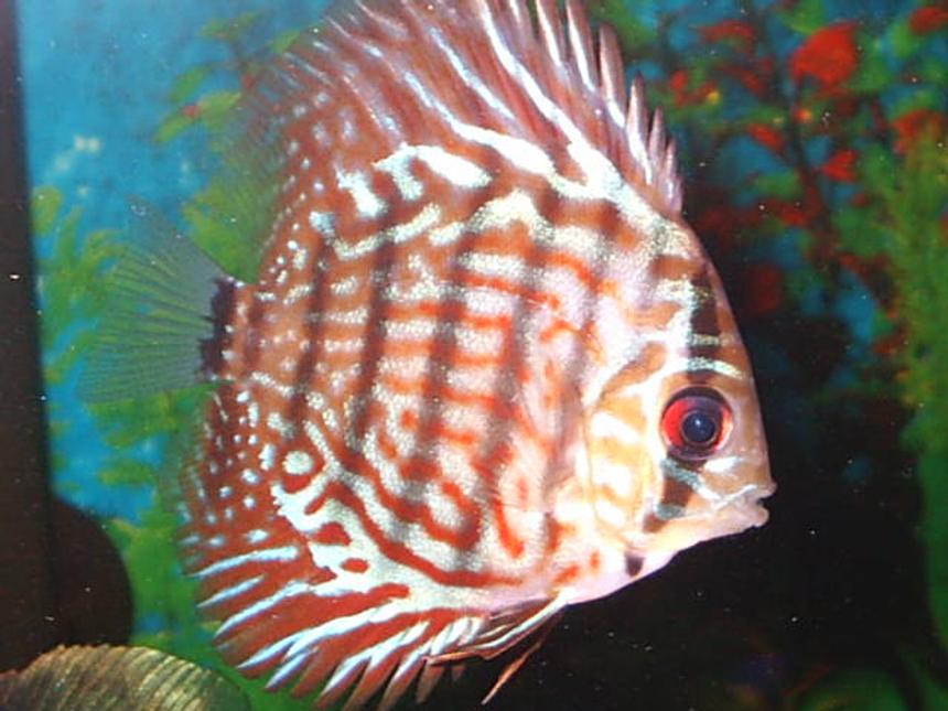 Rated #878: Freshwater Fish - Symphysodon Aequifasciata Sp. - Discus Stocking In 55 Gallons Tank - discus