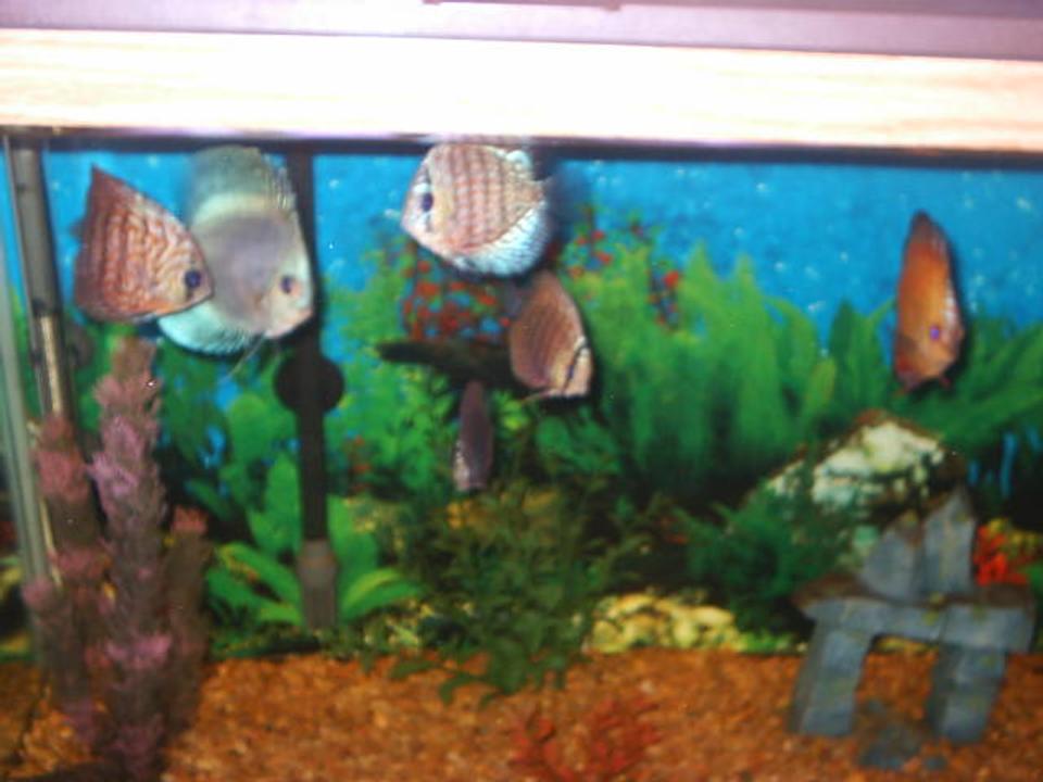 freshwater fish - symphysodon sp. - blue diamond discus stocking in 55 gallons tank - discus