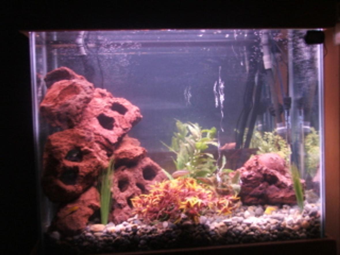 40 gallons freshwater fish tank (mostly fish and non-living decorations) - This is a 40 Gallon Hign Aquarium (24H-30L-12W) Its Filtered By a 204 Fluval Filter, There a custom Lighting System with 2 T5 HO Bulds and a custom Stand and Canopy all Bulit By Me. There are 2 auratus chiclids, 2 albino chiclids, 2 yellow chiclids, and 1 golden nnugget pleco