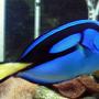 saltwater fish - paracanthurus hepatus - blue tang stocking in 67 gallons tank - Hippo Tang
