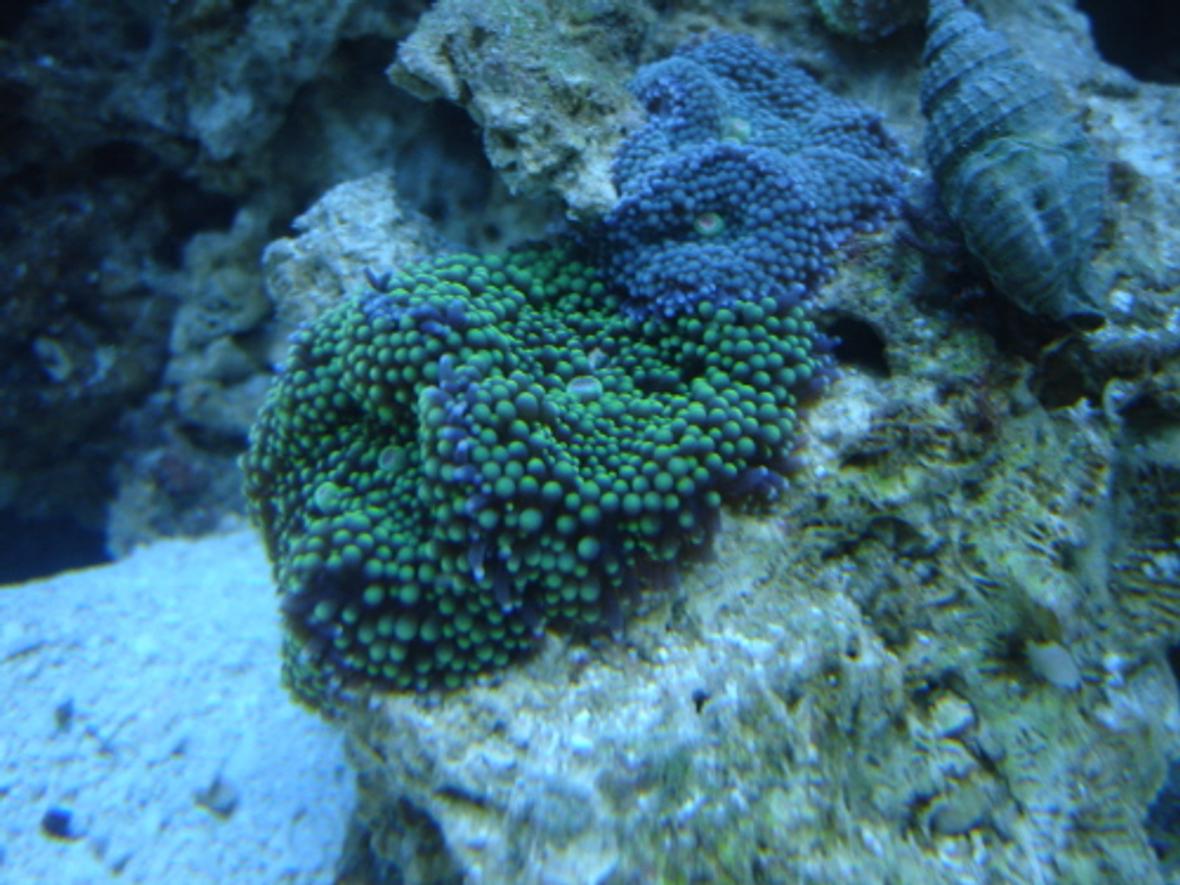 55 gallons reef tank (mostly live coral and fish) - ricordia