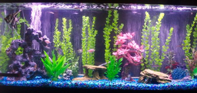 freshwater fish tank (mostly fish and non-living decorations) - 55 gallon