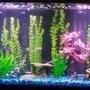 freshwater fish tank (mostly fish and non-living decorations) - 55 gallon