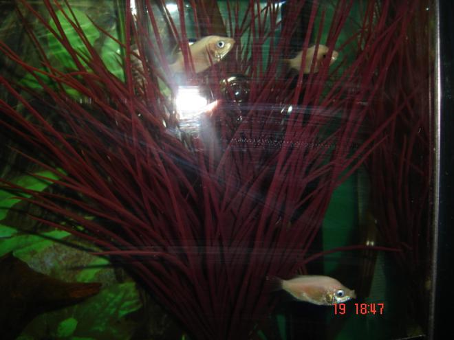 freshwater fish - helostoma temmincki - kissing gourami stocking in 30 gallons tank - My Kissing Gouramis in fake plant.