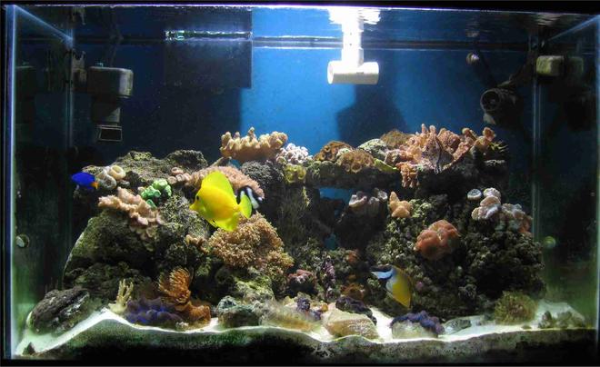 65 gallons reef tank (mostly live coral and fish) - A picture of my tank