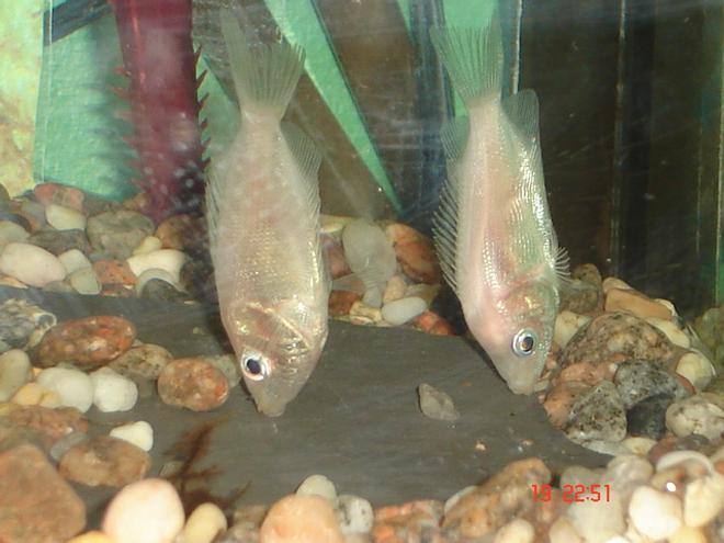 freshwater fish - helostoma temmincki - kissing gourami stocking in 30 gallons tank - Kissing Gouramis