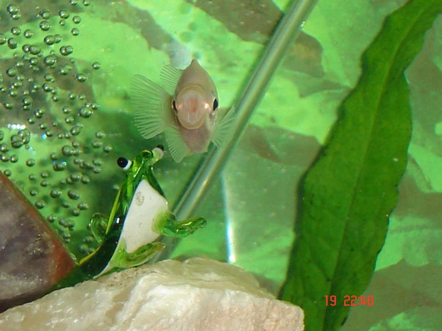 Rated #1382: Freshwater Fish - Helostoma Temmincki - Kissing Gourami Stocking In 30 Gallons Tank - Kissing Gourami