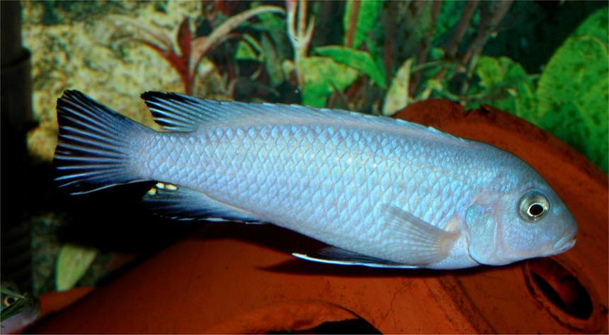 Rated #31: Freshwater Fish - Pseudotropheus Socolofi - Powder Blue Cichlid Stocking In 33 Gallons Tank - Some kind of pseudotropheus zebra mbuna, possibly a "mutt" !!