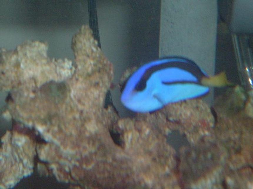 Rated #58: Saltwater Fish - Paracanthurus Hepatus - Blue Tang Stocking In 36 Gallons Tank - Regal Tang