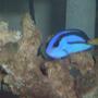 saltwater fish - paracanthurus hepatus - blue tang stocking in 36 gallons tank - Regal Tang
