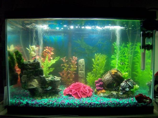 55 gallons saltwater fish tank (mostly fish, little/no live coral) - My 20 Gallon Saltwater...!
