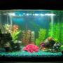 55 gallons saltwater fish tank (mostly fish, little/no live coral) - My 20 Gallon Saltwater...!