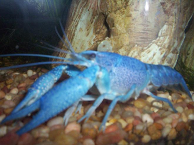 corals inverts - procambarus sp. - hammers cobalt blue lobster stocking in 35 gallons tank - "Pinchy" my electric blue lobster (a crayfish with a mutation that makes him blue)