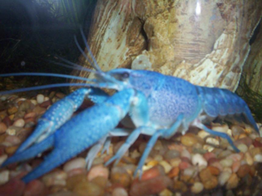 Rated #49: Corals Inverts - Procambarus Sp. - Hammers Cobalt Blue Lobster Stocking In 35 Gallons Tank - "Pinchy" my electric blue lobster (a crayfish with a mutation that makes him blue)